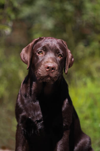 istock Cute little labrador retriever puppy 1395631311