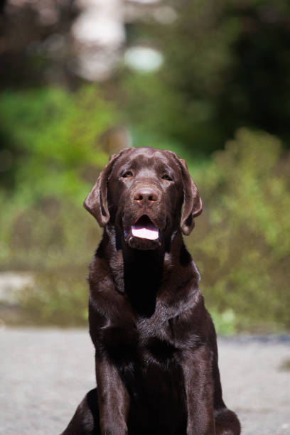 istock Cute little labrador retriever puppy 1395631314