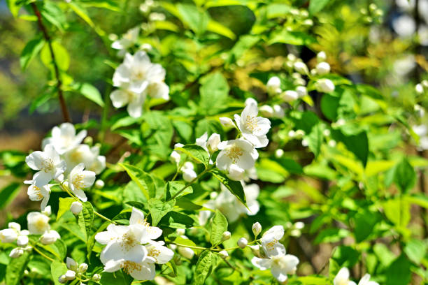 istock Philadelphus satsumi 1395631516