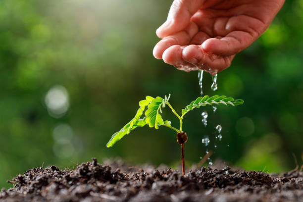 istock Close up Farmer Hand watering young baby plants (tamarind tree). 1395632607