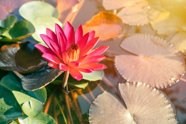 most beautiful Asian Thai Lotus in pond with morning sunshine most beautiful Asian Thai Lotus in pond with morning sunshine dharma stock pictures, royalty-free photos & images