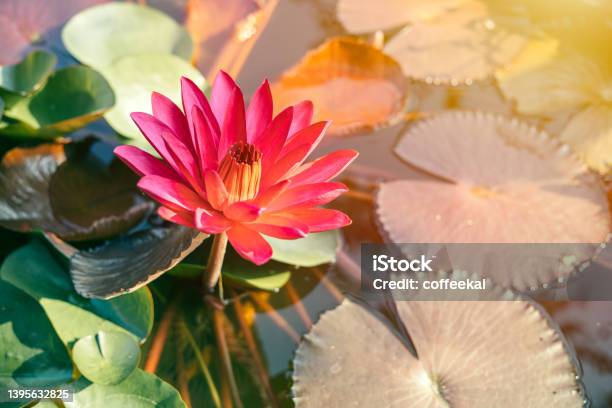 Most Beautiful Asian Thai Lotus In Pond With Morning Sunshine Stock Photo - Download Image Now
