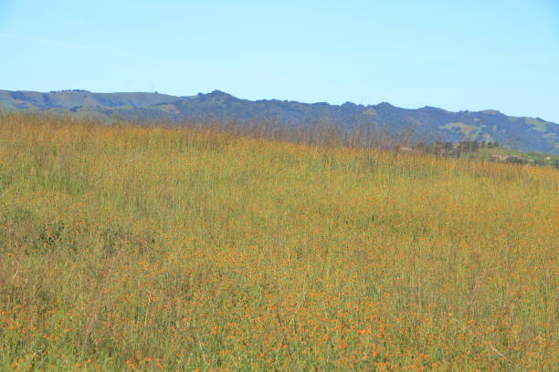 istock Fiddleneck wildflower field in the California hills 1395635281