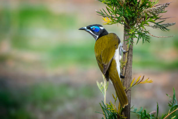 Blue Faced Honeyeater (Entomyzon cyanotis) Blue Faced Honeyeater also known as the Banana Bird perched in a tree bird watching photos stock pictures, royalty-free photos & images