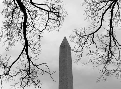 Tree branches and Washington Memorial in Washington DC, USA