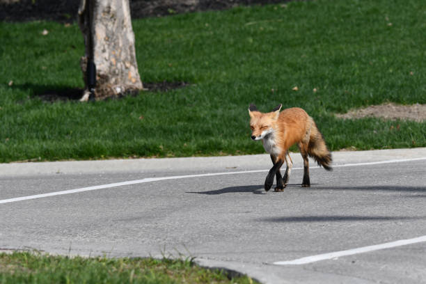 istock Red Fox crosses paved street in crosswalk 1395638961