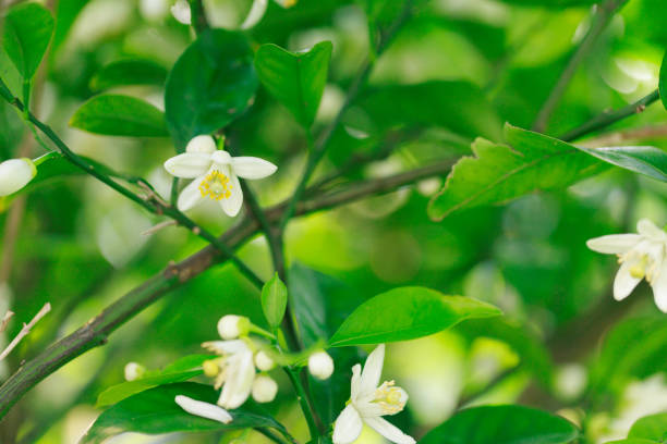 istock Citrus flowers 1395639258