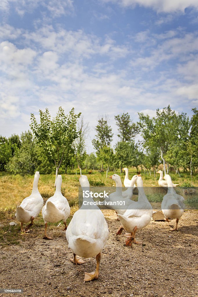 Flee Flock of white geese running on a farm. Agricultural Field Stock Photo