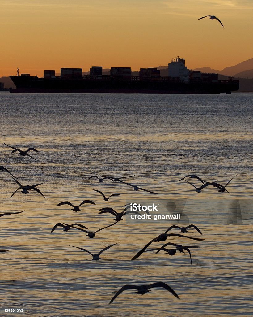Cargo Ship at Sunset With Seagulls A flock of seagulls flying towards a container ship silhouetted against a sunlit evening sky. Blue Stock Photo