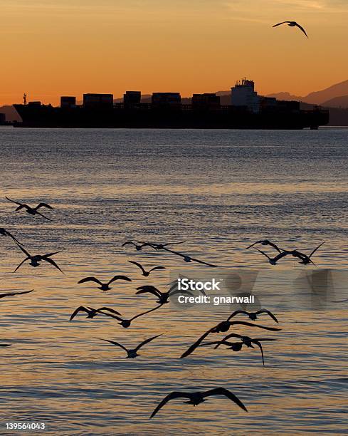 Cargo Ship At Sunset With Seagulls Stock Photo - Download Image Now - Blue, Cargo Container, Carrying