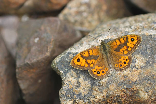 istock Wall butterfly - Lasiommata megera 139564063
