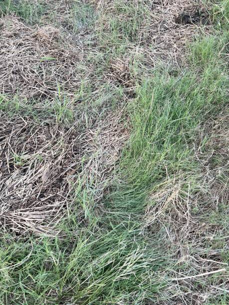 istock green grass on the ground 1395641324
