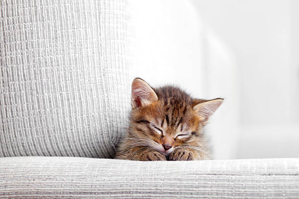 Kitten sleeping on a gray couch stock photo