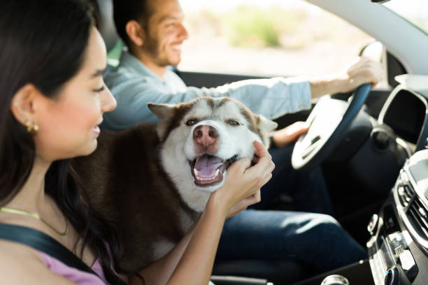 istock Couple taking out their dog on the car 1395642913