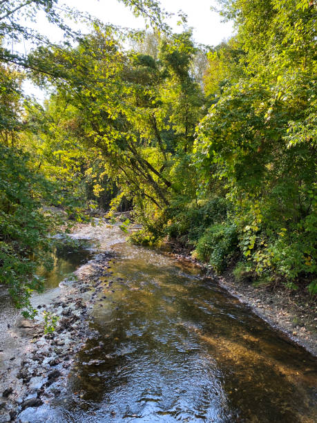 istock dense forest river creek flowing river water sky reflection vertical nature 1395642996