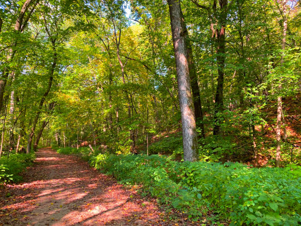 istock forest footpath hiking trail shadow sunshine shade hike walkway nature hiker adventure path 1395643575