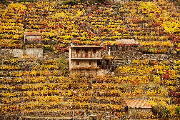 après la récolte vignoble de raisin - otono photos et images de collection