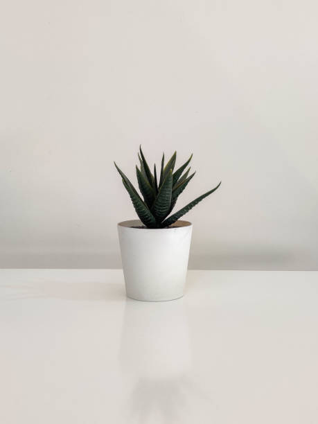 istock Indoor plant with white background 1395644681