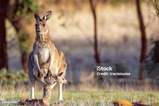 Eastern Grey Kangaroo Stock Photo - Download Image Now - Young Kangaroo, Animal Pouch, Animals In The Wild