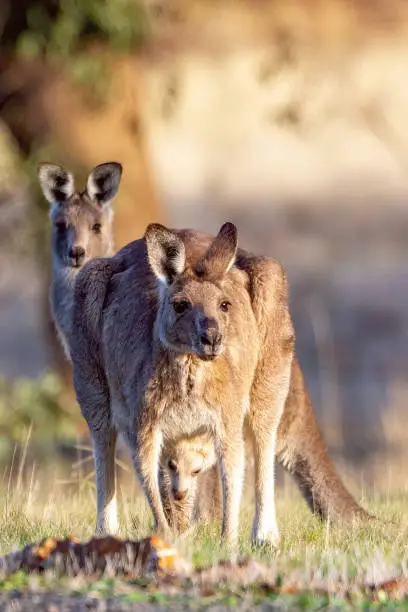 Photo of Eastern Grey Kangaroo