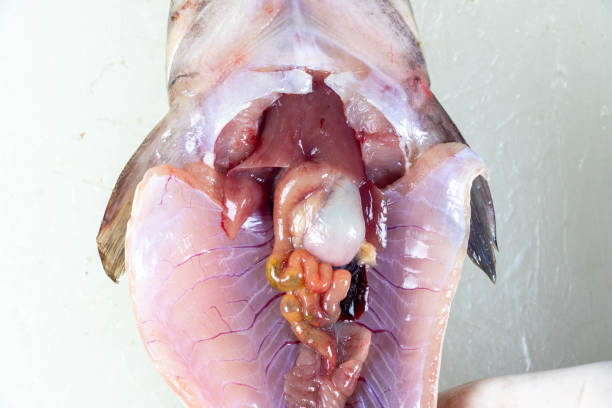 istock Structure of Clarias gariepinus in the laboratory. 1395649072