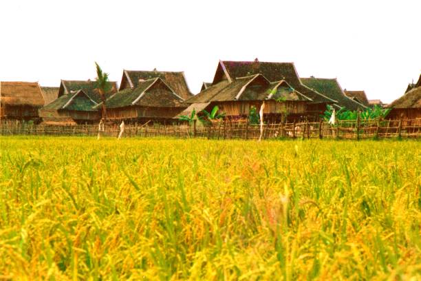In the 1990s,traditional Dai Tribe village and paddy field in Xishuangbanna The main building materials of these traditional houses are wood and bamboo, so they are also called Bamboo Tower. Unfortunately, now of after more than 20 years, people's living standards have improved, but such traditional villages have disappeared, replaced by reinforced concrete Western-style villas.Film photo in 1995,Xishuangbanna,Southern Yunnan xishuangbanna stock pictures, royalty-free photos & images