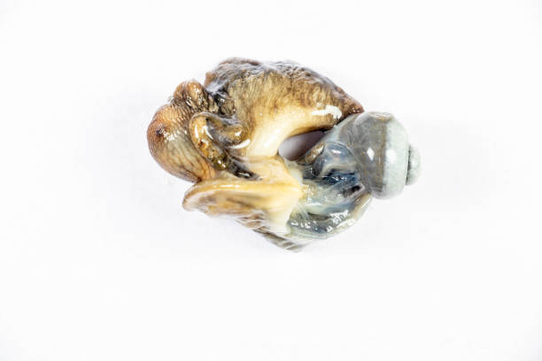 istock Structure of Giant African Snail in the laboratory. 1395650000
