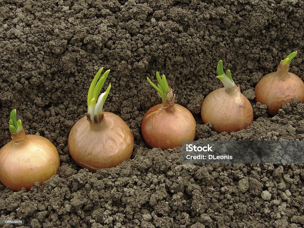 planting onions bulbs ready to plant for green onions Planting Stock Photo