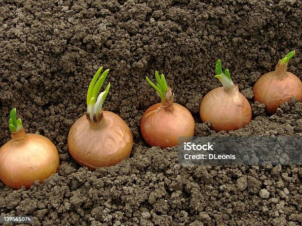 Planting Onions Stock Photo - Download Image Now - Planting, Onion, Plant Bulb