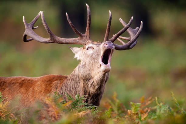 istock Red deer stag during the annual deer rut in London parks 1395650931