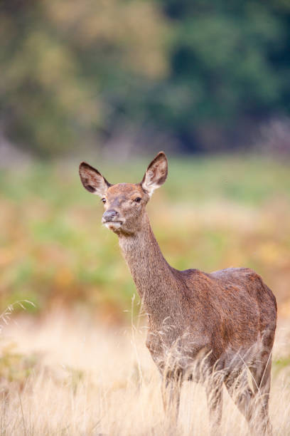 istock Red Deer hind, or ewe, walking in the long grass in London 1395650933