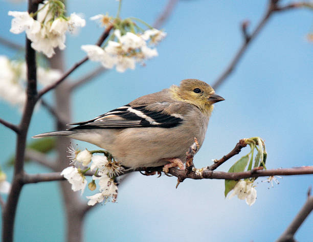 istock American Goldfinch 1395650960