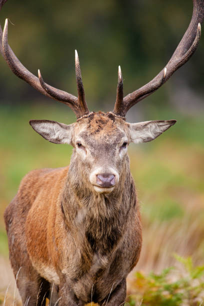 istock Red deer stag during the annual deer rut in London parks 1395651000