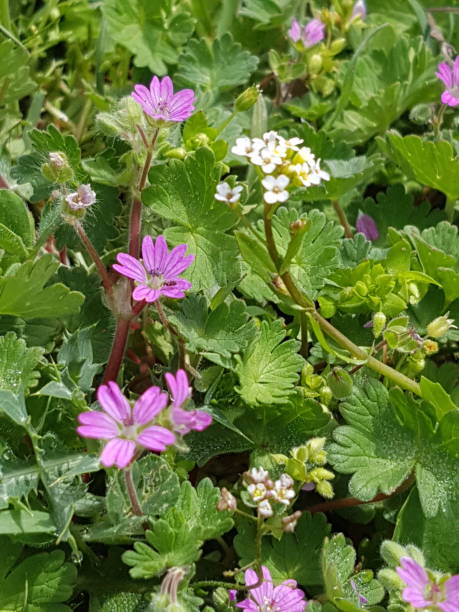White and pink flowers blooming wildly on the ground