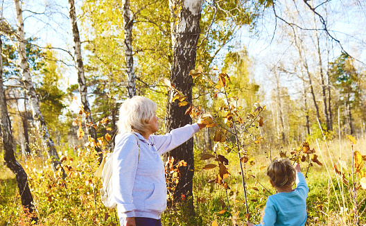 Mother with child or grandmother with grandchild picking wild berries in the forest. Hello Autumn