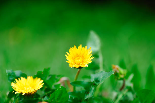 Fluffy dandelion flower isolated on white background.