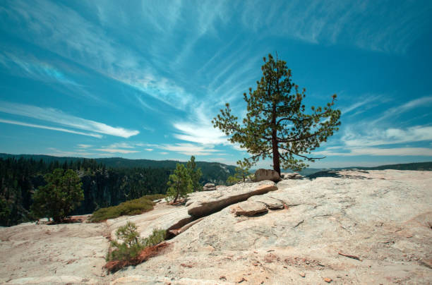 Lone pine tree under cirrus cloudscape at Taft Point in Yosemite National Park in Central California United States