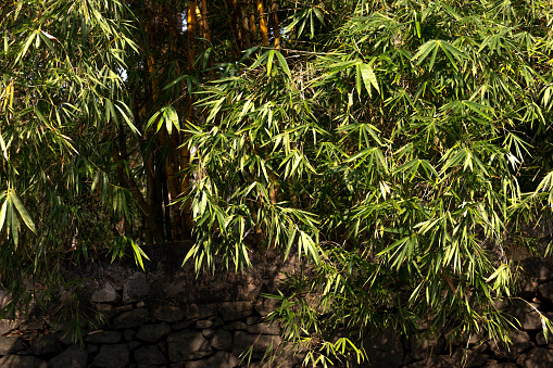 Bamboo shrub in the forest