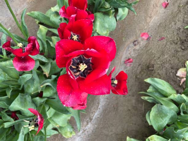 istock Wooden shoe tulip 1395661262
