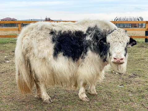 Long hair yak cow on farm