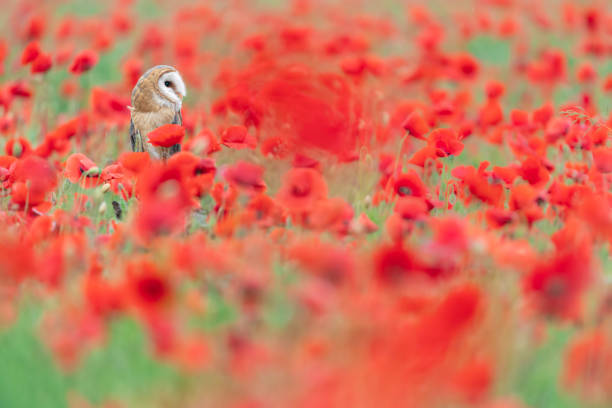 istock Barn owl in the poppy meadow (Tyto alba) 1395662324