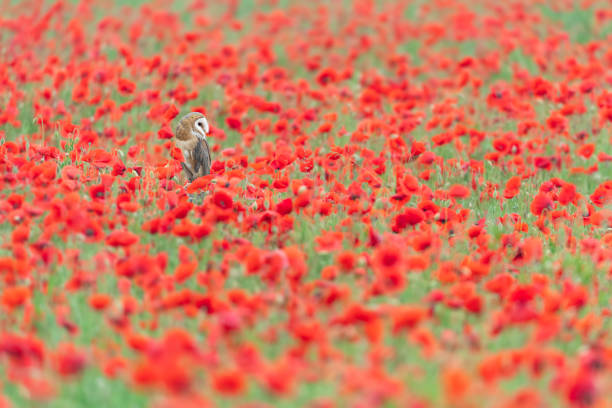 istock Barn owl in the poppy meadow (Tyto alba) 1395662325