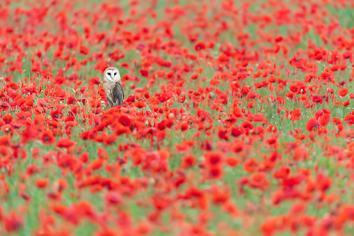A wonderful owl among the poppy flowers