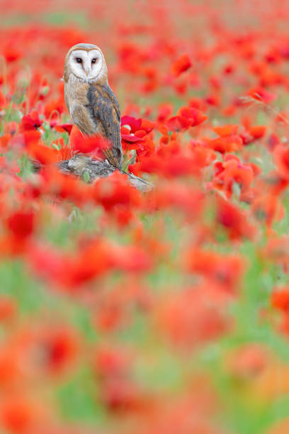 istock In the flowering meadow, the Barn owl (Tyto alba) 1395662335