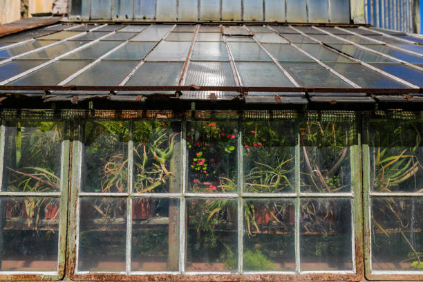 istock Details with plants inside an old and rusty metallic green house. 1395662401