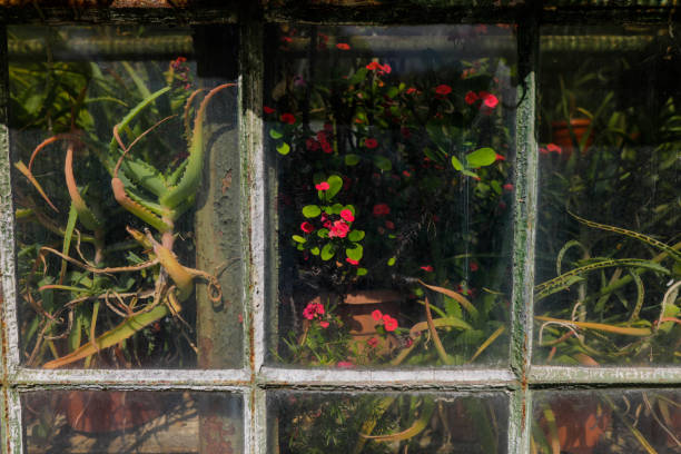 Details with plants inside an old and rusty metallic green house.