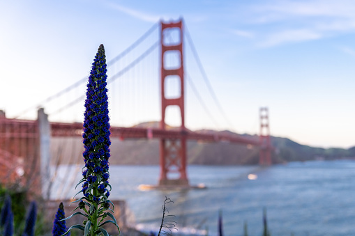 Pride of Madeira in front of Golden Gate Bridge in San Francisco, California. USA.