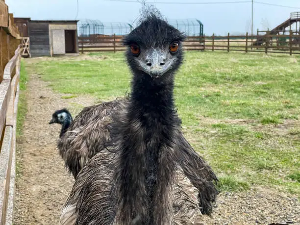 Head of emu ostrich on farm