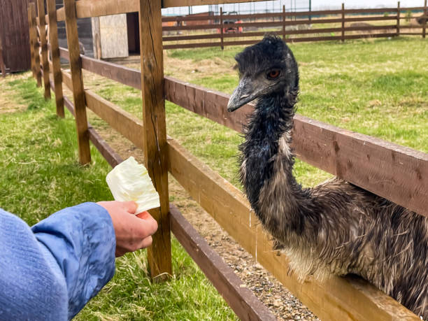 Ostrich Feeding emu ostrich on farm with cabbage ostrich farm stock pictures, royalty-free photos & images