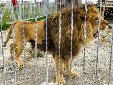 Lion open mouth in cell in zoology park